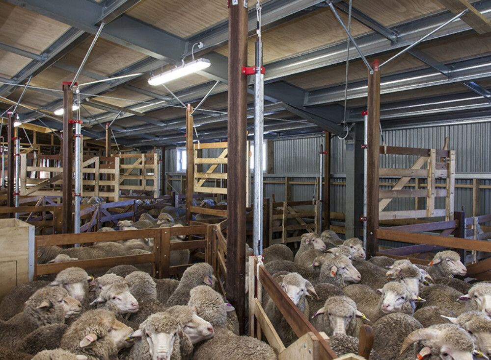 Middlehurst wool shed 12