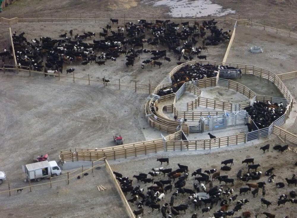 05 eyrewell cattle yard