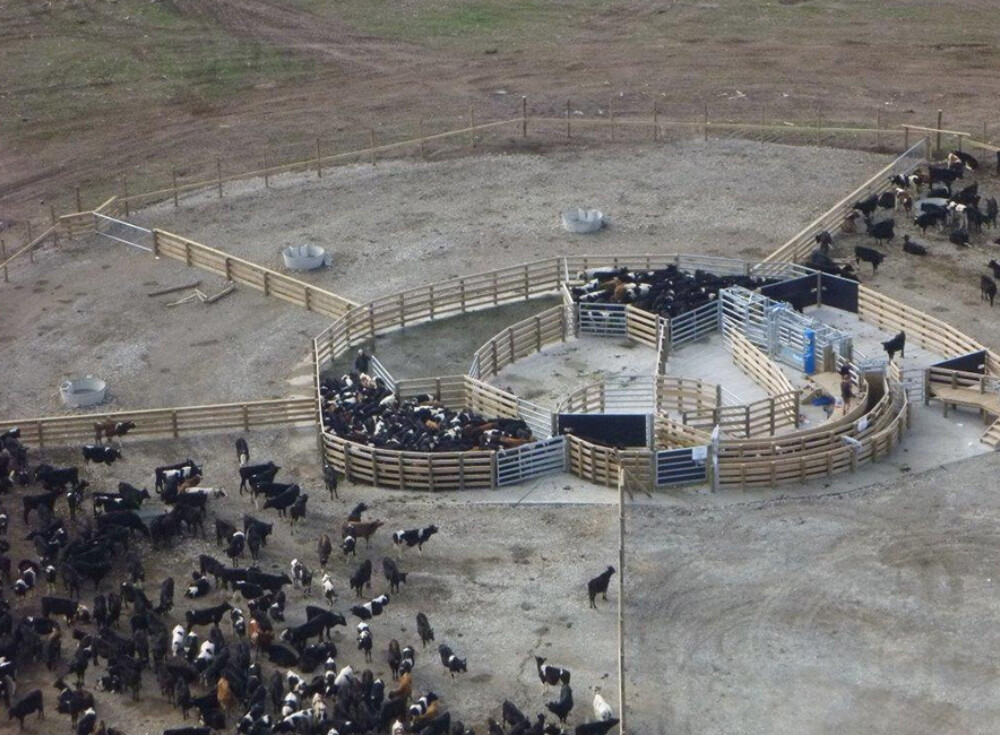 06 eyrewell cattle yard