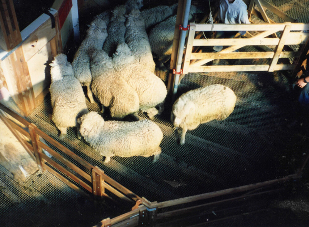 Stonyhurst wool shed 05